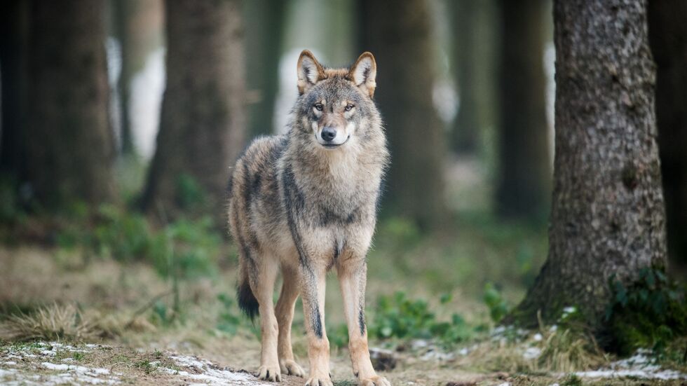 In Deutschland steht der Wolf unter strengem Schutz. (Symbolbild)
