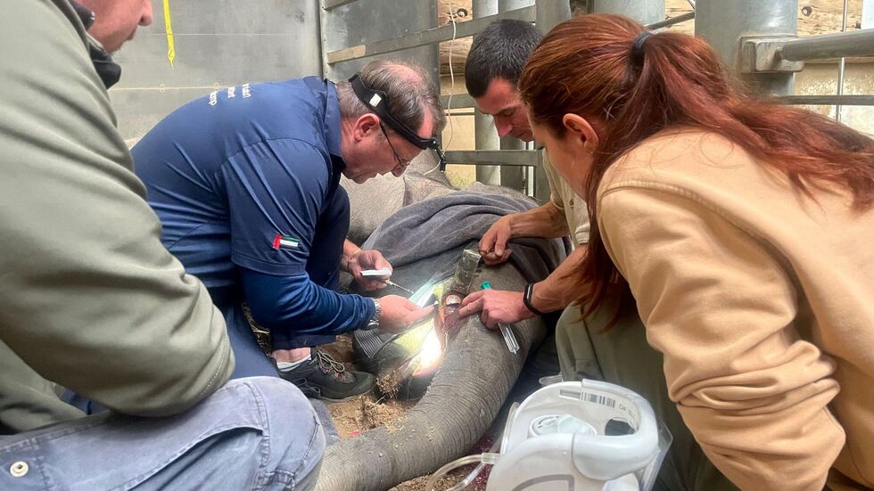 Für die Behandlung eines abgebrochenen Stoßzahnes kam ein internationales Expertenteam nach Leipzig.