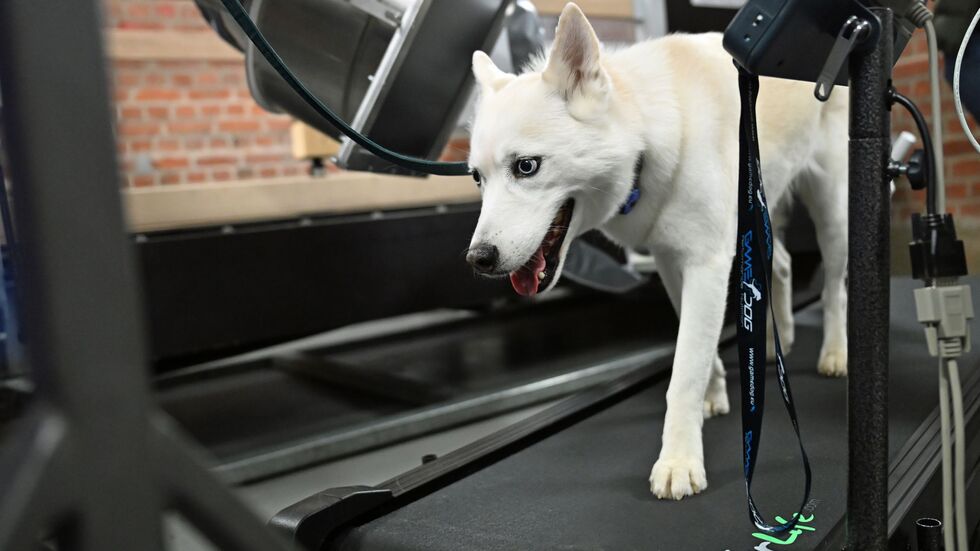 Eine neue Anlage ermöglicht präzise Aufnahmen von Tieren in Bewegung.