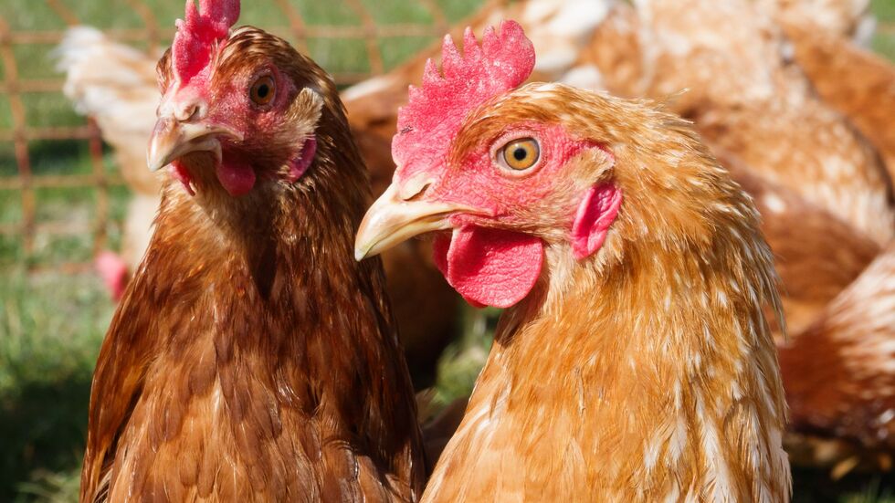 Auf der Flucht wurde der Mann leicht verletzt. (Symbolbild)