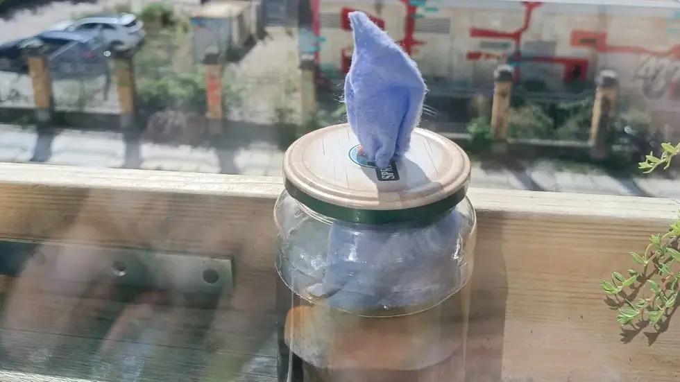 Durch das Aufstellen sogenannter Dochttöpfe kann man relativ einfach prüfen, welche Insektenarten sich in der näheren Umgebung befinden. Durch das Aufstellen sogenannter Dochttöpfe kann man relativ einfach prüfen, welche Insektenarten sich in der näheren Umgebung befinden.