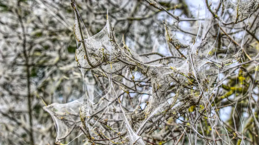 Von Gespinstmotten befallener Baum Von Gespinstmotten befallener Baum