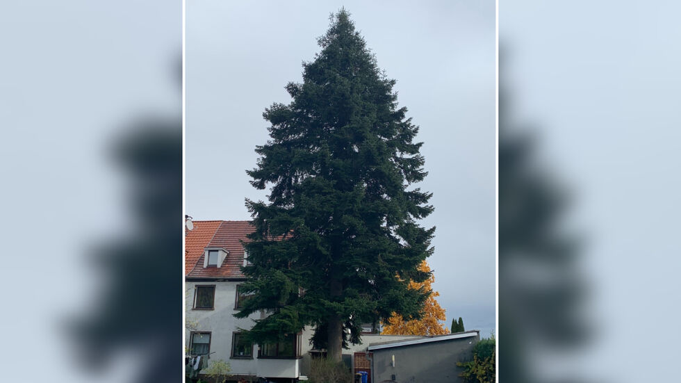Noch steht die japanische Tanne in Altfranken im Vorgarten von Familie Junghanns