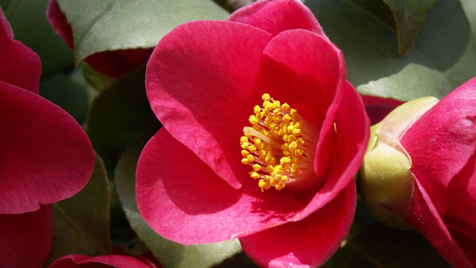 Ein leuchtend rotes Blütenmeer können die Gäste dann zur Hauptblüte im März erleben.