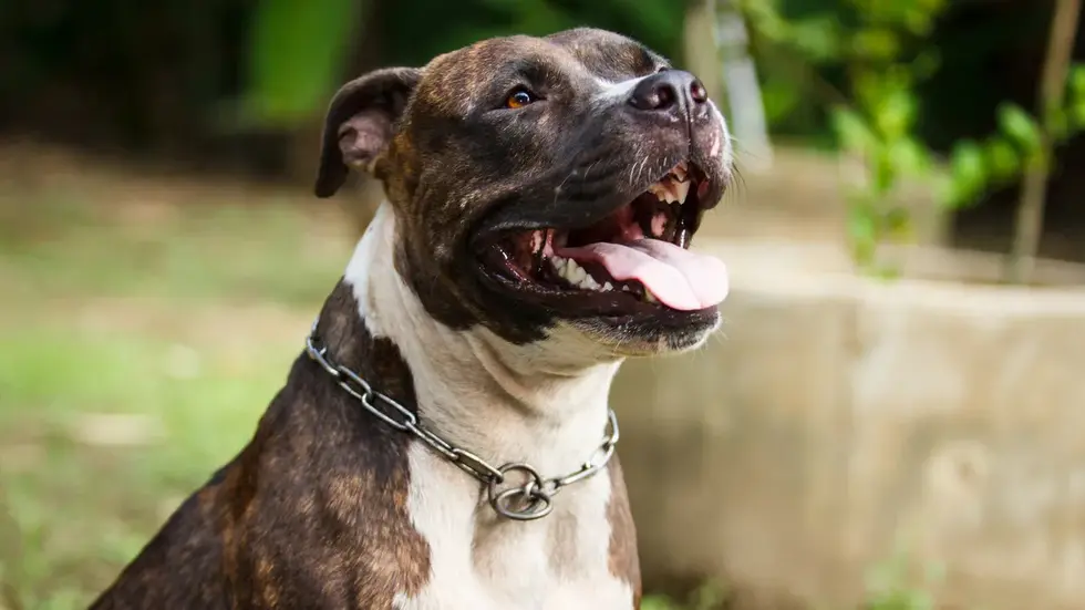 So ein Listen- bzw. Kampfhund (Pitbull) soll das Kind angegriffen haben.