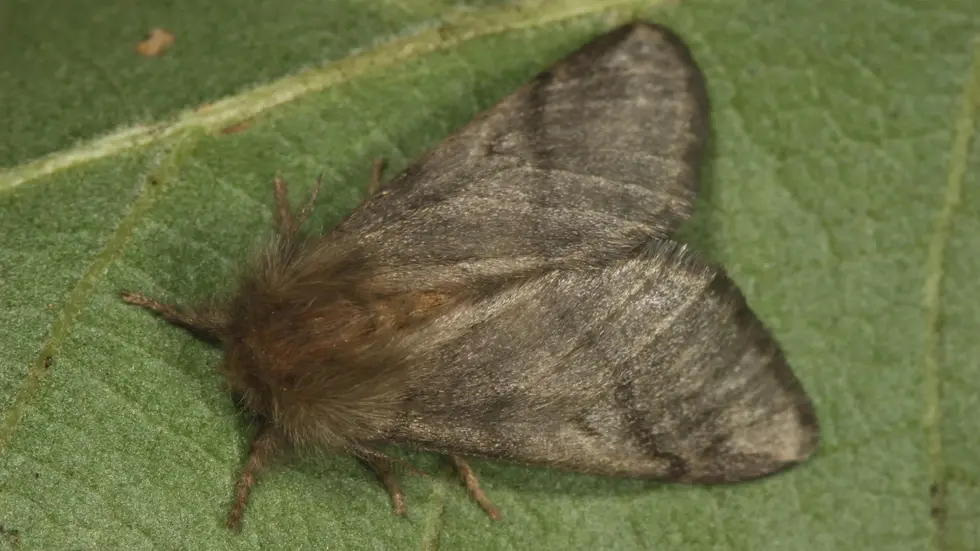 So sieht der Eichenprozessionsspinner als Falter aus.