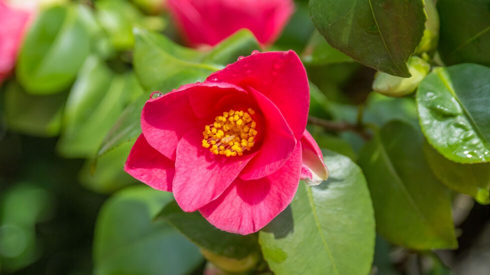 In wenigen Wochen erwartet Besucher ein duftend-rotes Blütenmeer