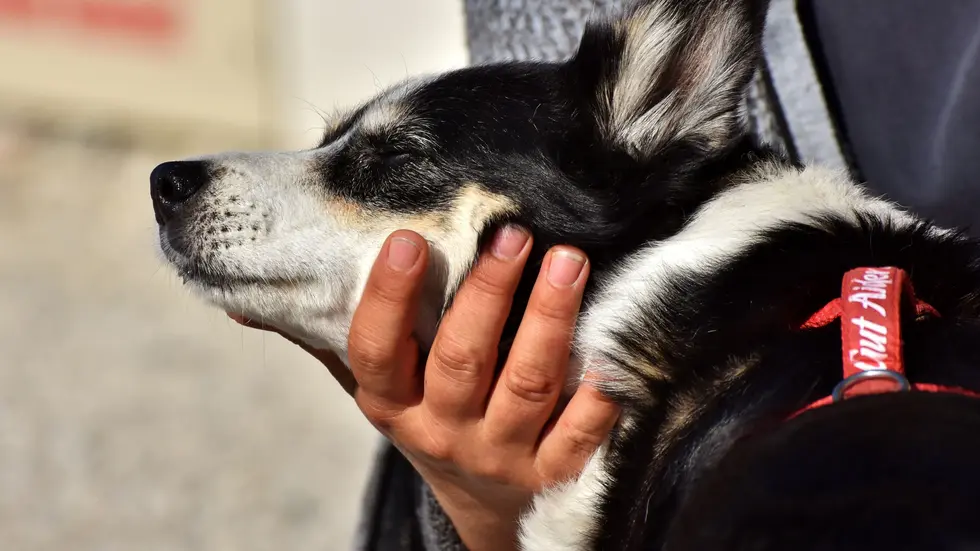 Der kleine Mischlingshund kam schwer verletzt in eine Tierklinik (Symbolbild). Der kleine Mischlingshund kam schwer verletzt in eine Tierklinik (Symbolbild).