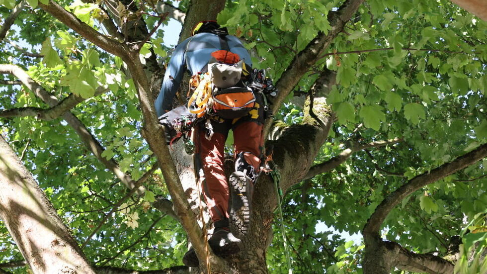 Um die Fällung des Ahorns zu verhindern, wurde der Baum erneut besetzt.