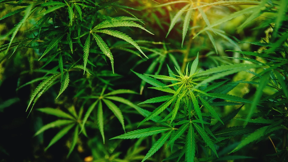 Der Duft von Cannabis hat einen mutmaßlichen Drogendealer in Dresden überführt. (Symbolbild) Der Duft von Cannabis hat einen mutmaßlichen Drogendealer in Dresden überführt. (Symbolbild)