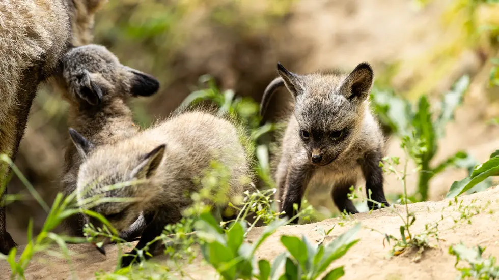 Aus der Wurfhöhle haben sich die Tierbabies schon herausgetraut