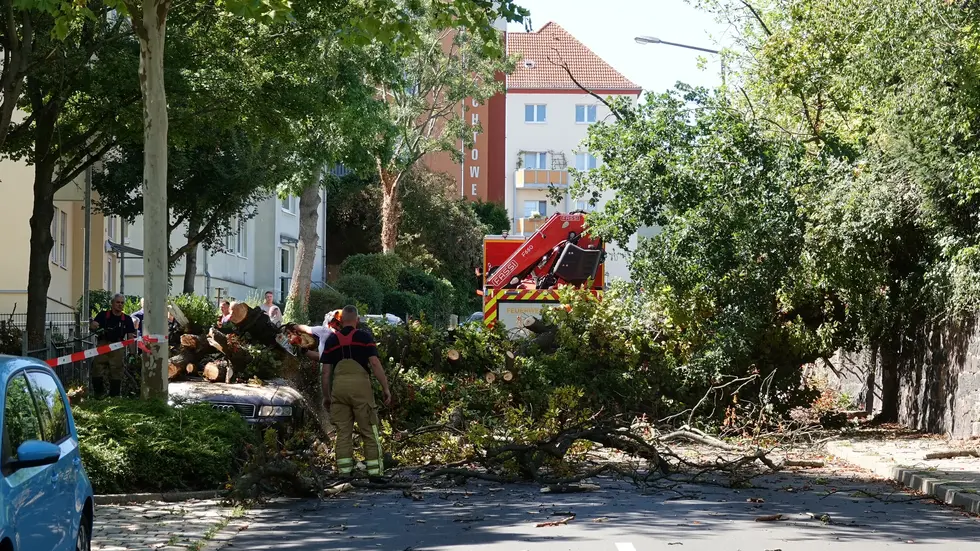 Eine Kastanie hat auf der Wiesbadener Straße zwei Autos "erschlagen" Eine Kastanie hat auf der Wiesbadener Straße zwei Autos "erschlagen"