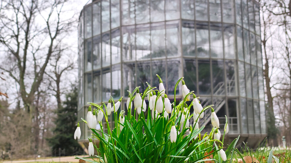 Ab Sonnabend können Besucher wieder die "Grand Dame" im Schlosspark Pillnitz bewundern