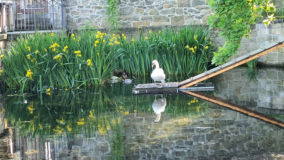 Schwanhilde lebte nach ihrem Unfall in Graupa, einem Vorort von Pirna.