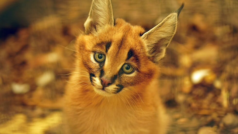 Das Fell der Karakale ist von Geburt an vollständig entwickelt und die Ohren sind anfangs noch flach angelegt. Ab der zweiten Lebenswoche beginnen sie sich aufzurichten bis mit etwa vier Wochen die markanten Pinselohren ausgebildet sind