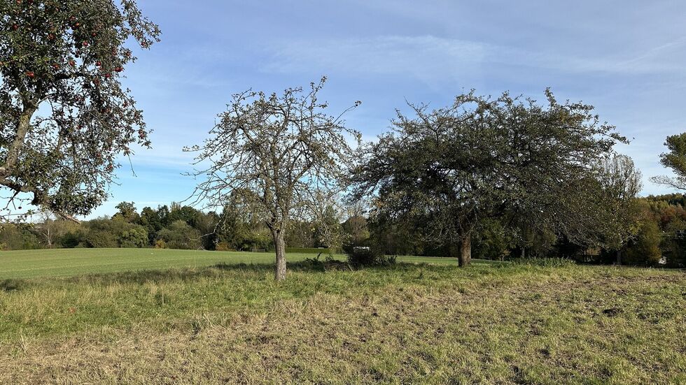 Auf dieser Koppel in Hörnitz wurde das misshandelte Tier entdeckt.