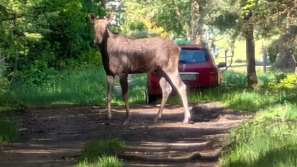 Elwira vor einem Jahr in einem Wald bei Niesky im Kreis Görlitz
