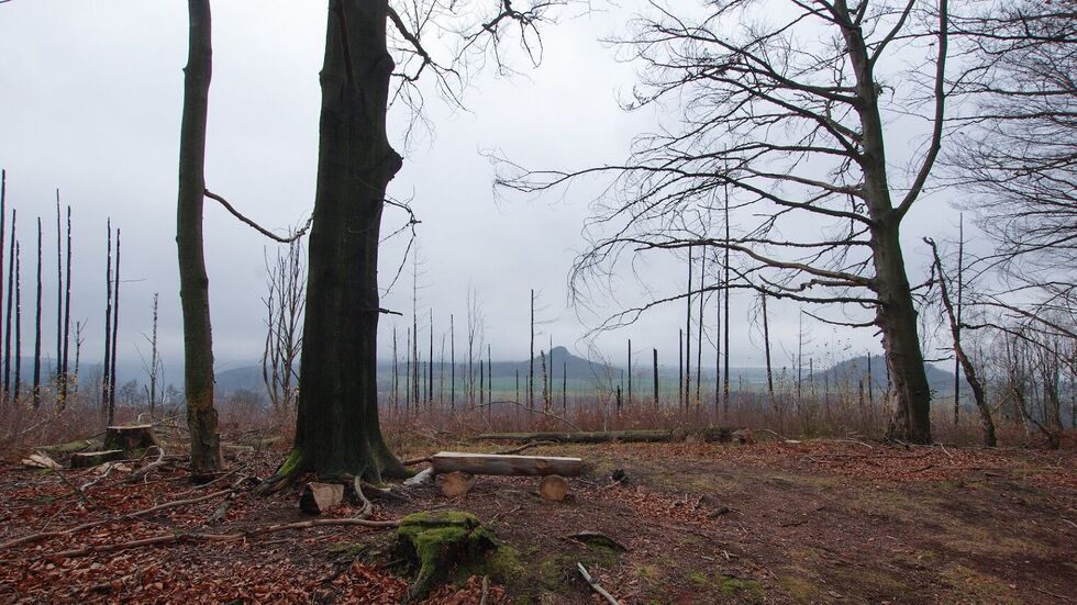 Der Blick von der Aussicht Langes Horn in Tschechien geht übers Elbtal zum Zirkelstein 