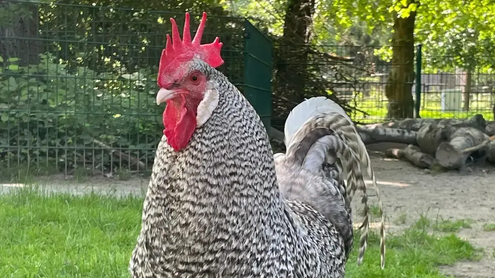 Sachsenhuhn Sachsenhuhn
