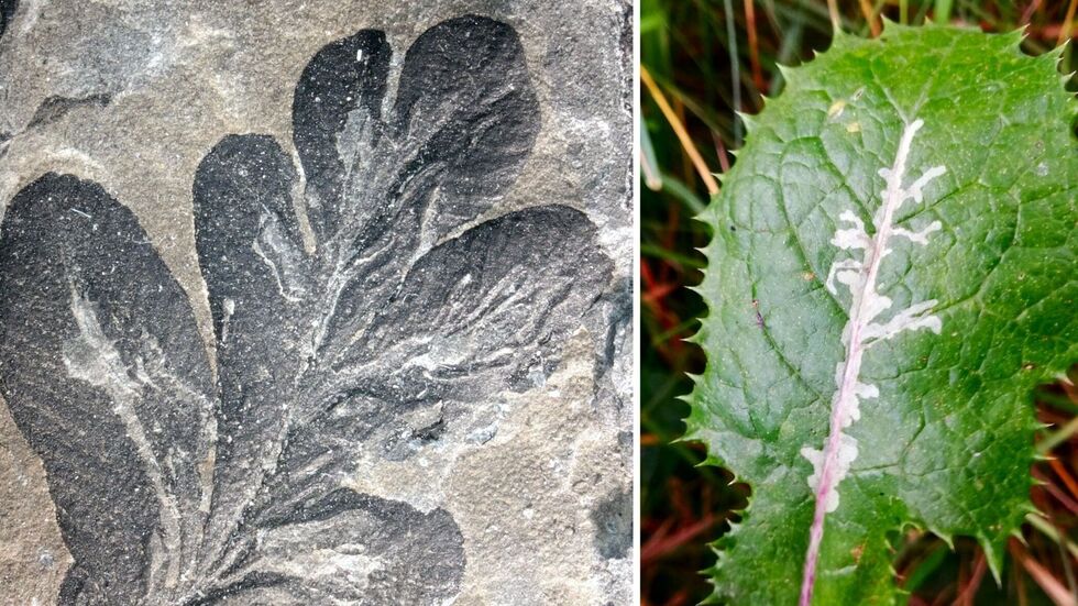 Bild links: die ältesten bekannten Blattminen (Asteronomus maeandriformis) der Erdgeschichte aus dem Perm von Thüringen. Bild rechts: Blattminen der Minierfliege Liriomyza an einer Gänsedistel.