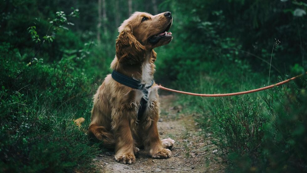 Ein Hund an der Leine (Symbolbild). Ein Hund an der Leine (Symbolbild).