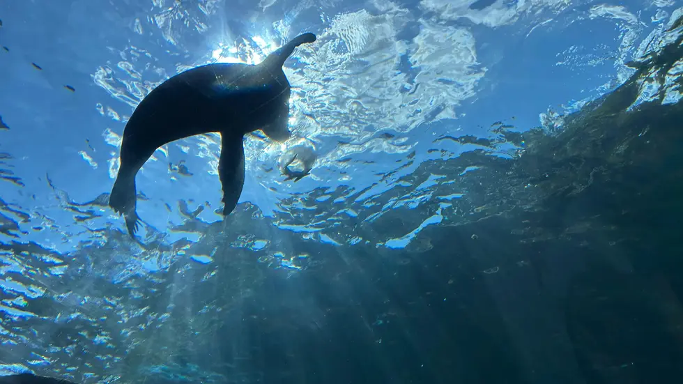 Von dem Unterwassertunnel aus bietet sich Besuchern ein faszinierender Einblick in die Welt der Wassertiere. Von dem Unterwassertunnel aus bietet sich Besuchern ein faszinierender Einblick in die Welt der Wassertiere.