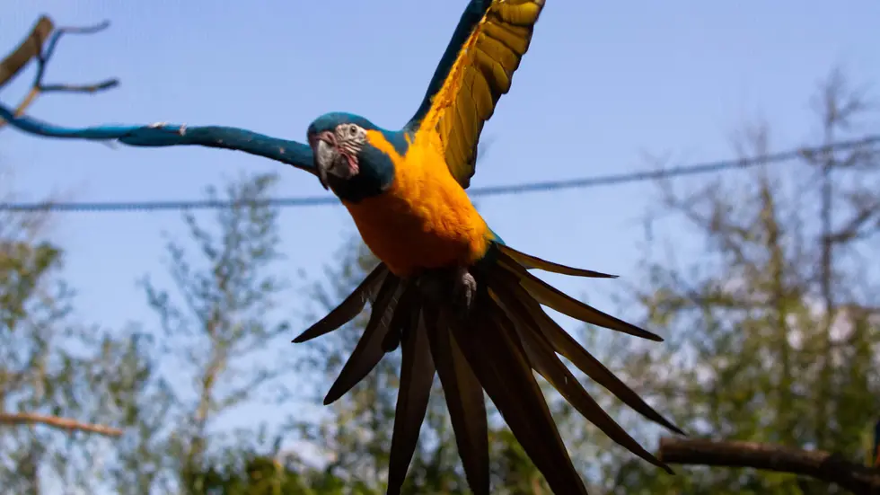 Dieser Ara soll dieses Jahr im Zoo Leipzig zur WM-Orakel-Tippgemeinschaft gehören.