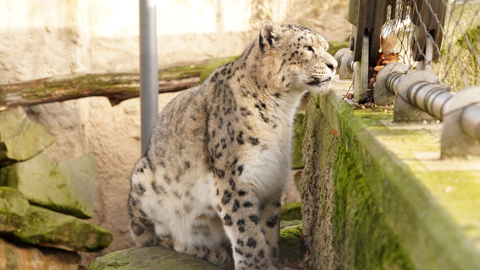 Der Schneeleopard Bataar.