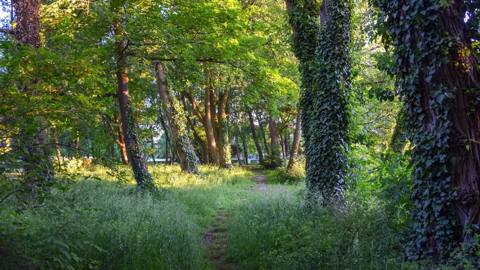 Ein Wald (Symbol). Ein Wald (Symbol).