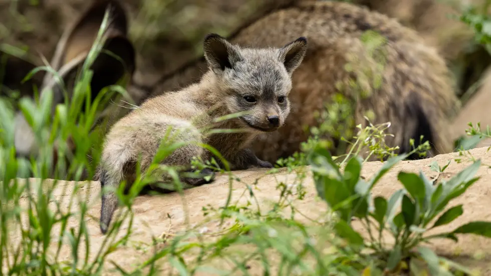 Laut dem Zoo Dresden entwickeln sich die kleinen Löffelhunde prächtig