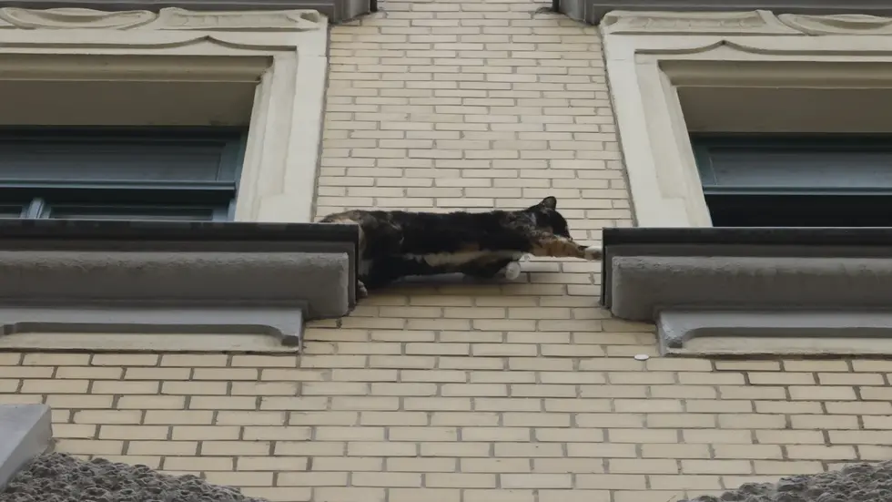 Ganz vorsichtig tastet sich die Katze auf dem schmalen Fensterbrett in der Glockenstraße voran. Die Feuerwehr rückte mit der Drehleiter an, doch am Ende rettete sich die Mietze selbst.