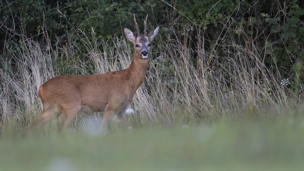Der Rehbock lief schnurstracks in den nahegelegenen Wald. Der Rehbock lief schnurstracks in den nahegelegenen Wald.