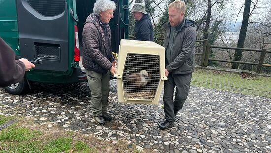 Ende November wurden die Gänsegeier nach Norditalien gebracht.