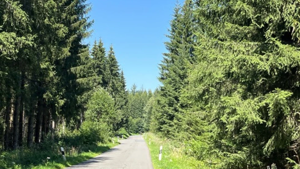 Straße im Hartmannsdorfer Forst