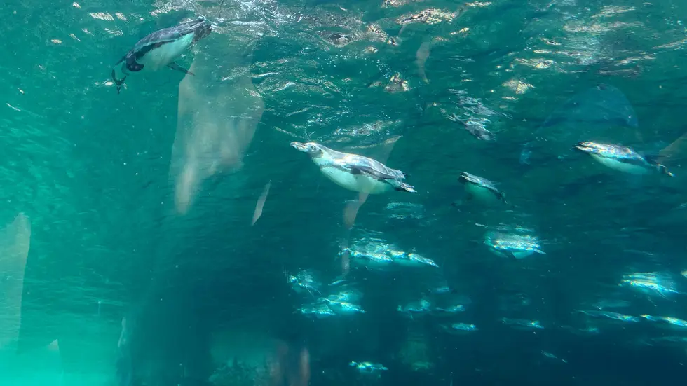 Blick vom Feuerland-Unterwassertunnel auf die schwimmenden Pinguine Blick vom Feuerland-Unterwassertunnel auf die schwimmenden Pinguine