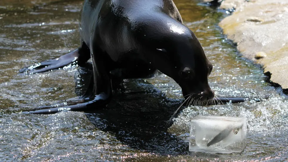 Vor den Kindern waren im Zoo aber erstmal die Seelöwen dran mit Eis. 