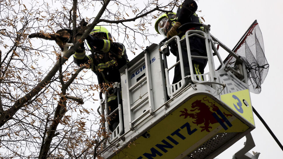 Gaaanz vorsichtig holen die Feuerwehrleute die Katze aus dem Geäst. Ganz sicher ging es ihr hundeelend...