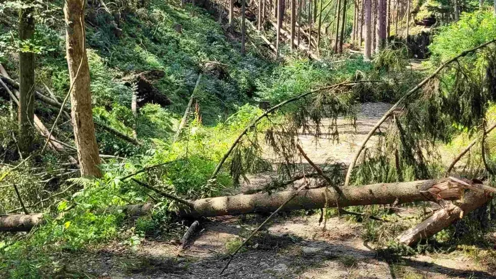 Zugebrochene Wege müssen zunächst von Sturmschäden befreit werden Zugebrochene Wege müssen zunächst von Sturmschäden befreit werden