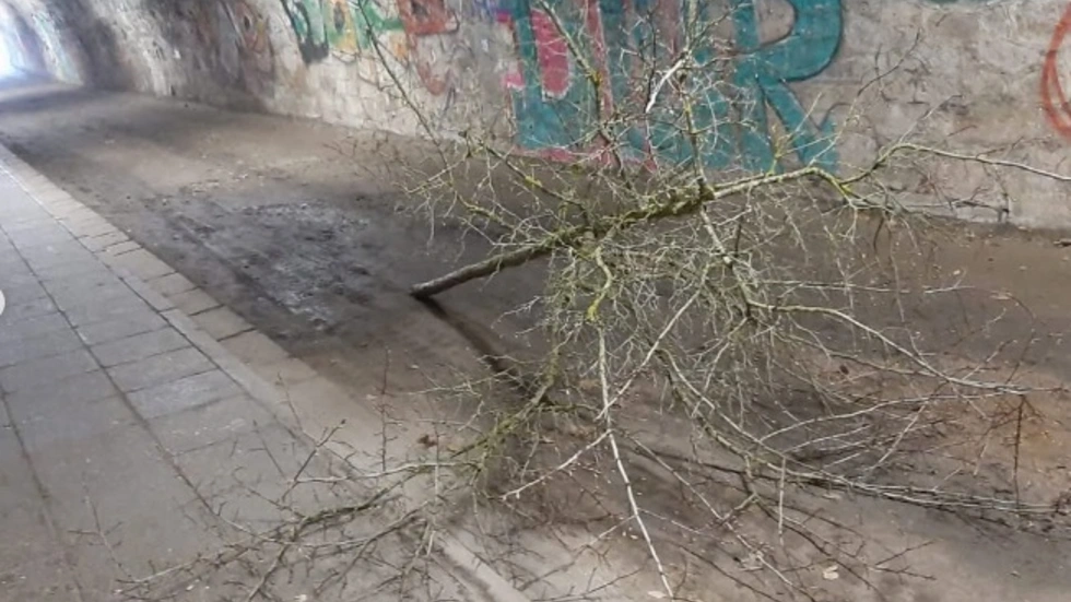 Die Vandalen legten einen der Bäume in einem Fußgängertunnel ab. Die Vandalen legten einen der Bäume in einem Fußgängertunnel ab.