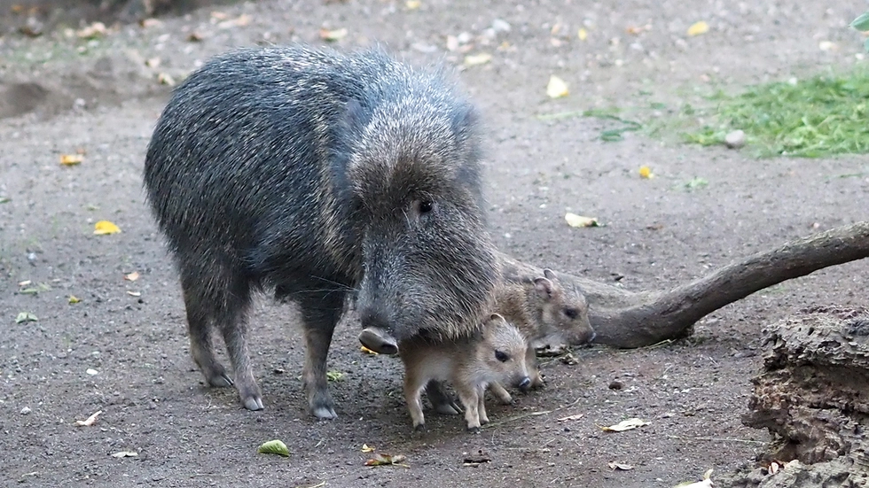 Sau Crepé (8) im Zoo Leipzig mit ihrem niedlichen Zwillingsnachwuchs. Sau Crepé (8) im Zoo Leipzig mit ihrem niedlichen Zwillingsnachwuchs.