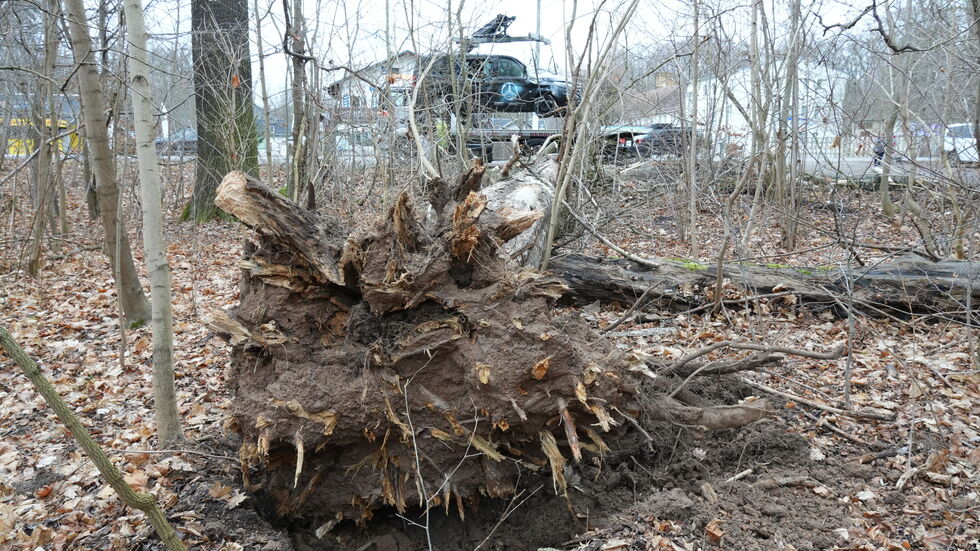 Der riesige Baum ist offenbar durch den Sturm umgekippt und krachte auf einen parkenden Mercedes Vito, der Fahrer (61) saß noch drin ...