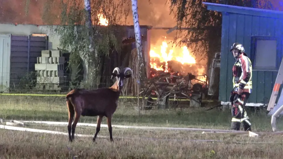 Der Ziegenbock beobachtete die ganze Zeit den brennenden Stall - dann bemerkt er offenbar den Fotografen und ein Feuerwehrmann das Tier. Der Ziegenbock beobachtete die ganze Zeit den brennenden Stall - dann bemerkt er offenbar den Fotografen und ein Feuerwehrmann das Tier.
