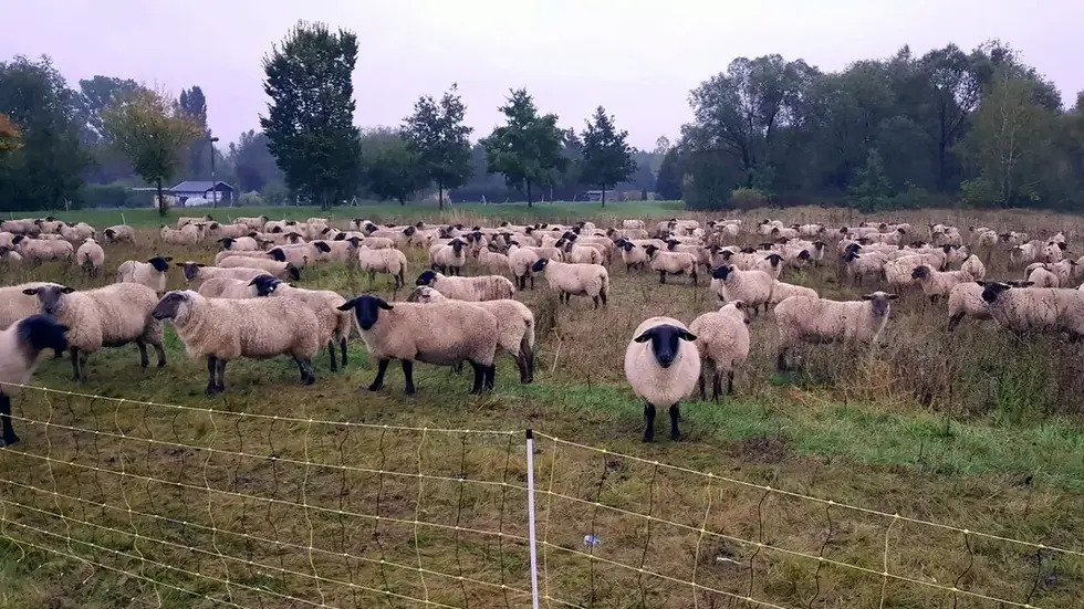 Mittlerweile konnten die Schafe wieder eingezäunt werden (Symbolbild). Mittlerweile konnten die Schafe wieder eingezäunt werden (Symbolbild).