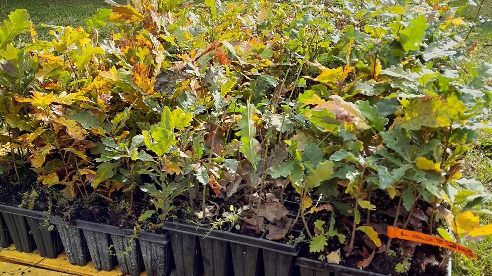 Junge Traubeneichen wurden im linkselbischen Forstrevier Ottomühle neu gepflanzt