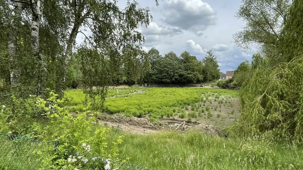 Der trockengelegte Teich an der Waldstraße Der trockengelegte Teich an der Waldstraße