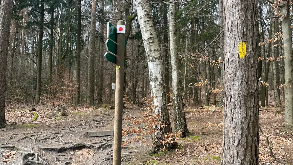 Gelbe Farbstriche an den Bäumen markieren den Forststeig Gelbe Farbstriche an den Bäumen markieren den Forststeig