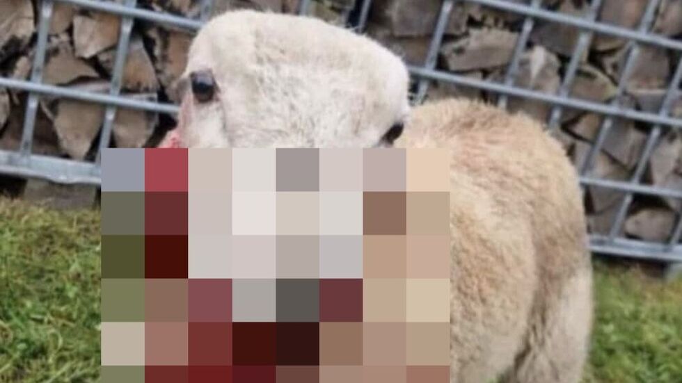 Das Lamm musste inzwischen eingeschläfert werden. Das Lamm musste inzwischen eingeschläfert werden.