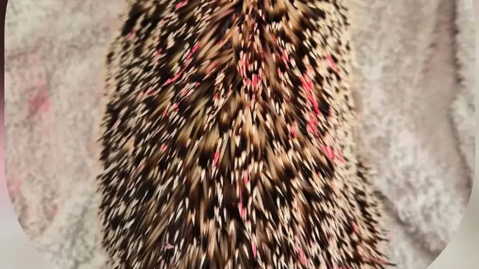 Zwar konnten die Igel-Freunde die Farbe wieder rauswaschen, das Tier starb trotzdem. Zwar konnten die Igel-Freunde die Farbe wieder rauswaschen, das Tier starb trotzdem.