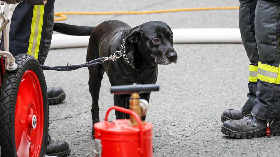 Ein Nachbar brachte den Hund in Sicherheit.