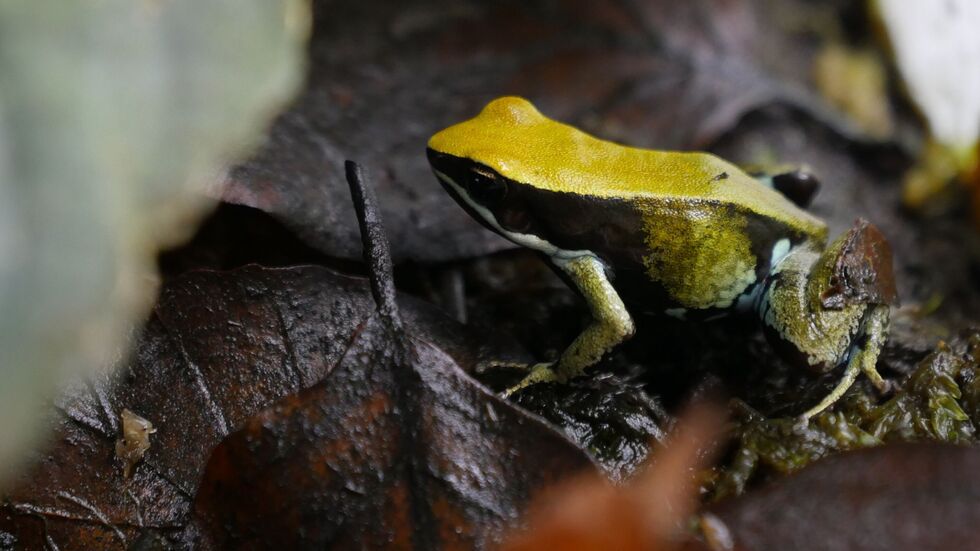 Dem Team des Tierparks Chemnitz ist die erfolgreiche Nachzucht des Grünen Buntfröschchens (Mantella viridis) gelungen.